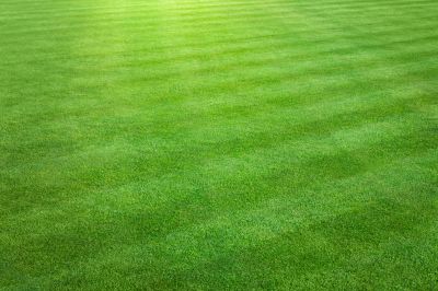 Neat and Tidy Lawns